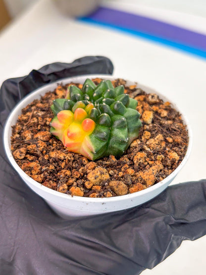 Starter Plants!! Gymnocalycium Inermis Cristata | (gy10) (b3)