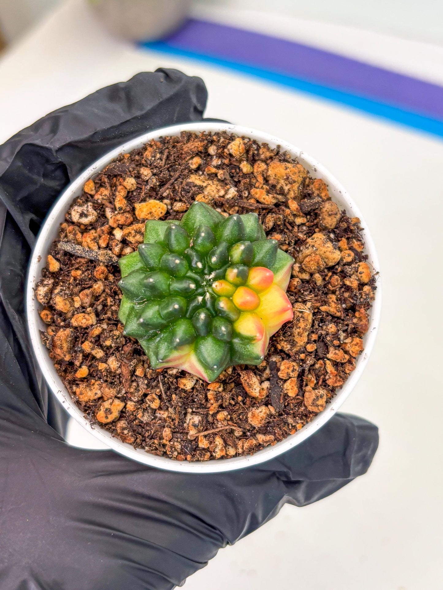 Starter Plants!! Gymnocalycium Inermis Cristata | (gy10) (b3)
