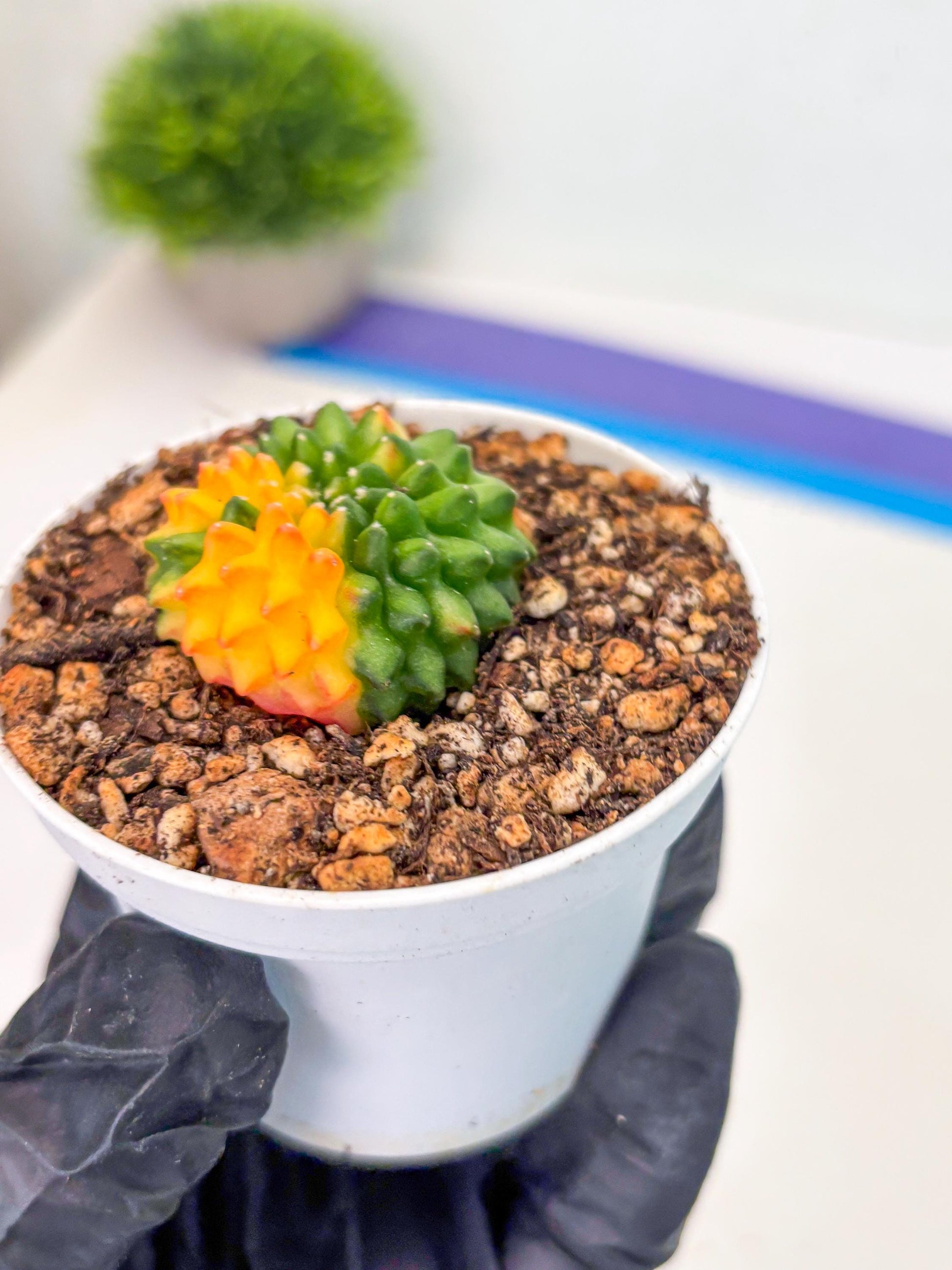 Starter Plants!! Gymnocalycium Inermis Cristata | (gy10) (b4)