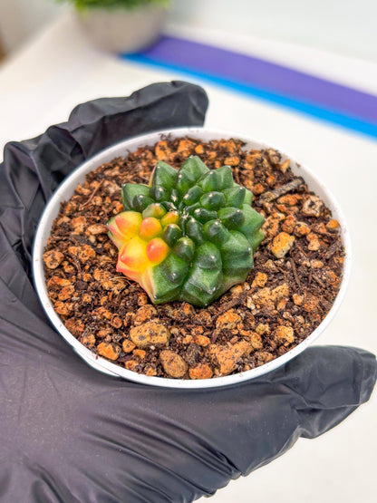 Starter Plants!! Gymnocalycium Inermis Cristata | (gy10) (b3)