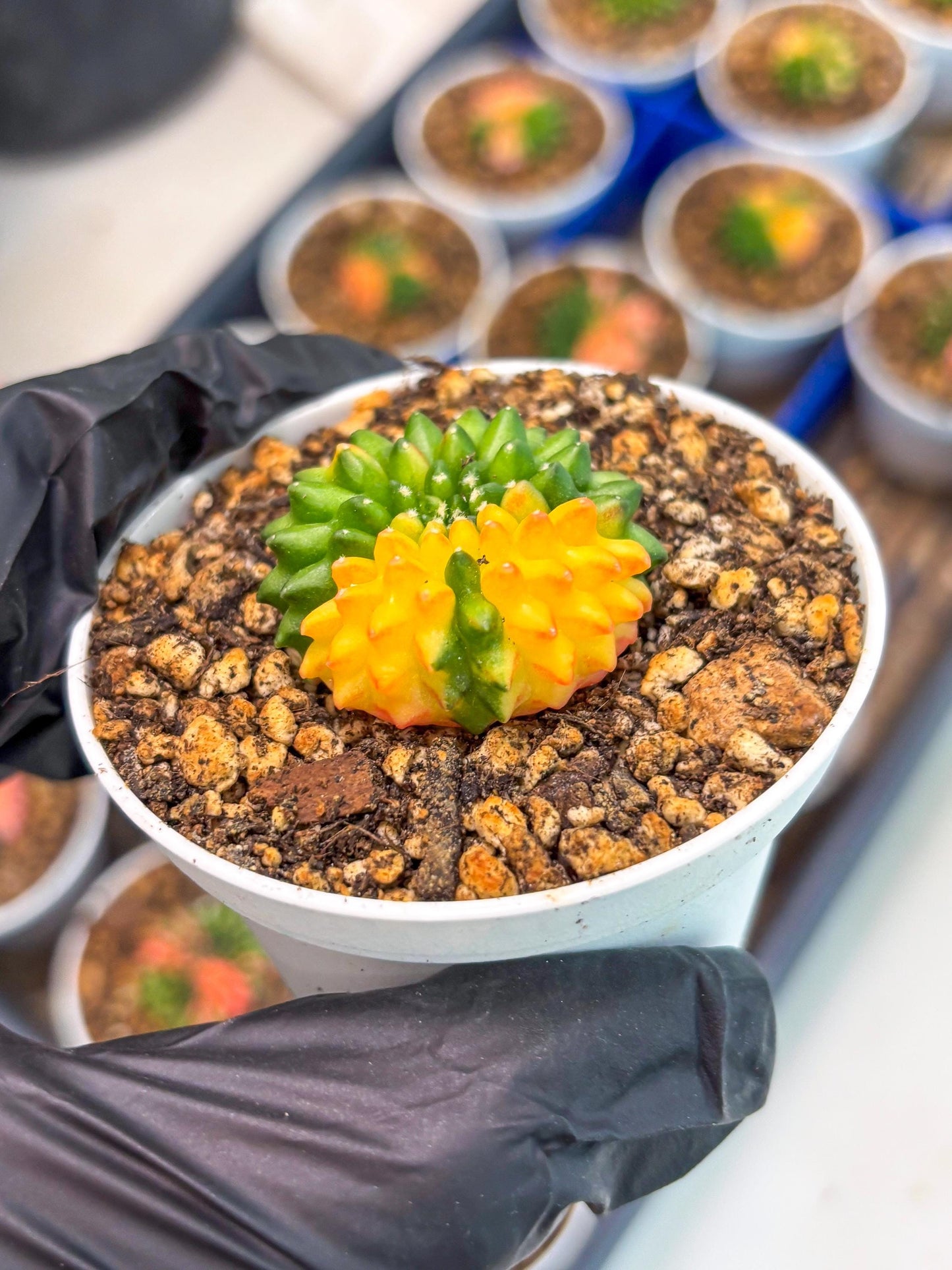 Starter Plants!! Gymnocalycium Inermis Cristata | (gy10) (b4)