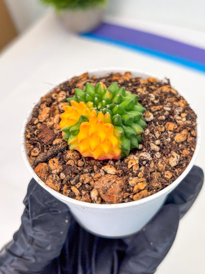 Starter Plants!! Gymnocalycium Inermis Cristata | (gy10) (b4)