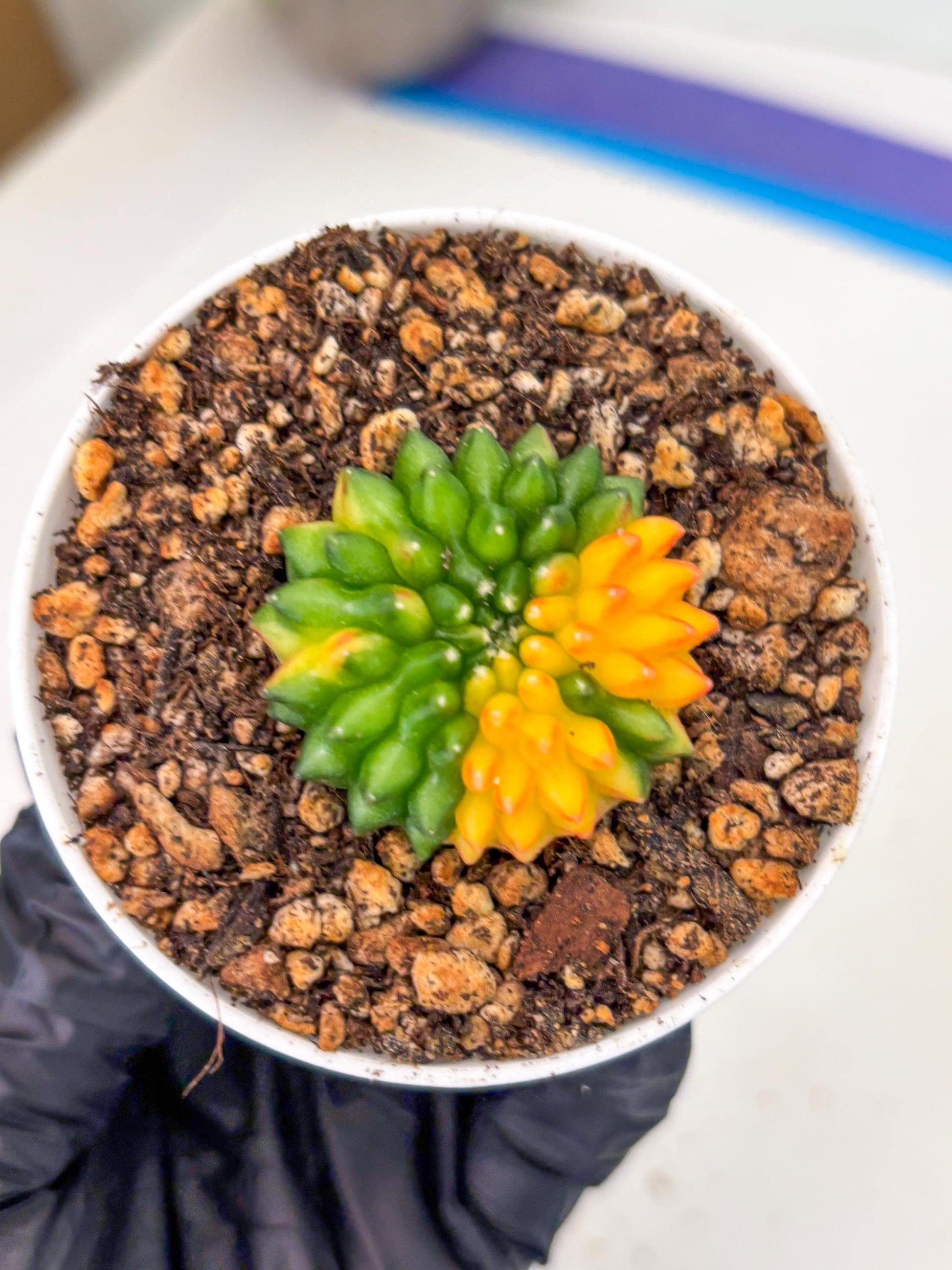 Starter Plants!! Gymnocalycium Inermis Cristata | (gy10) (b4)