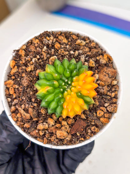 Starter Plants!! Gymnocalycium Inermis Cristata | (gy10) (b4)