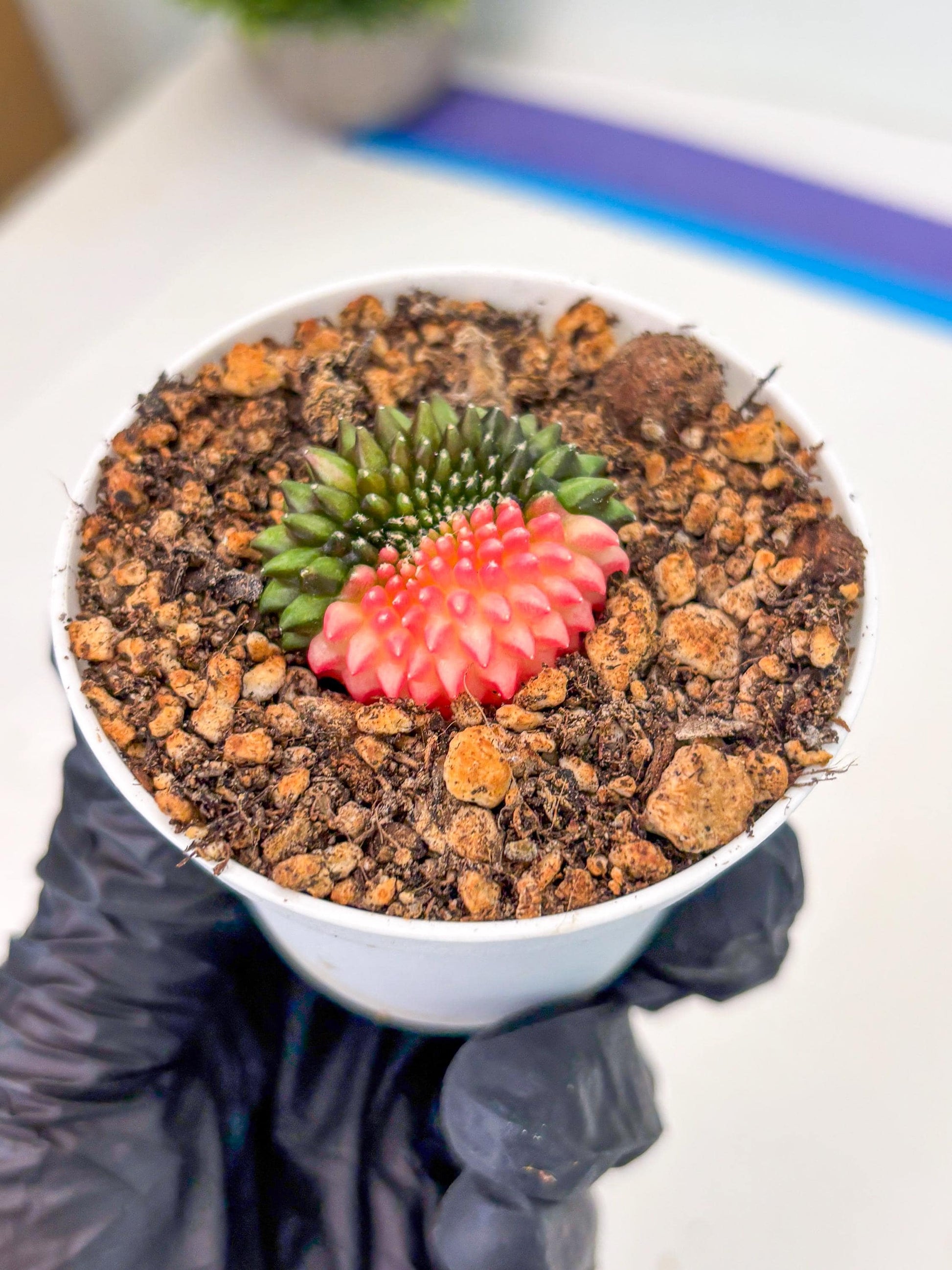 Starter Plants!! Gymnocalycium Inermis Cristata | (gy10) (b5)