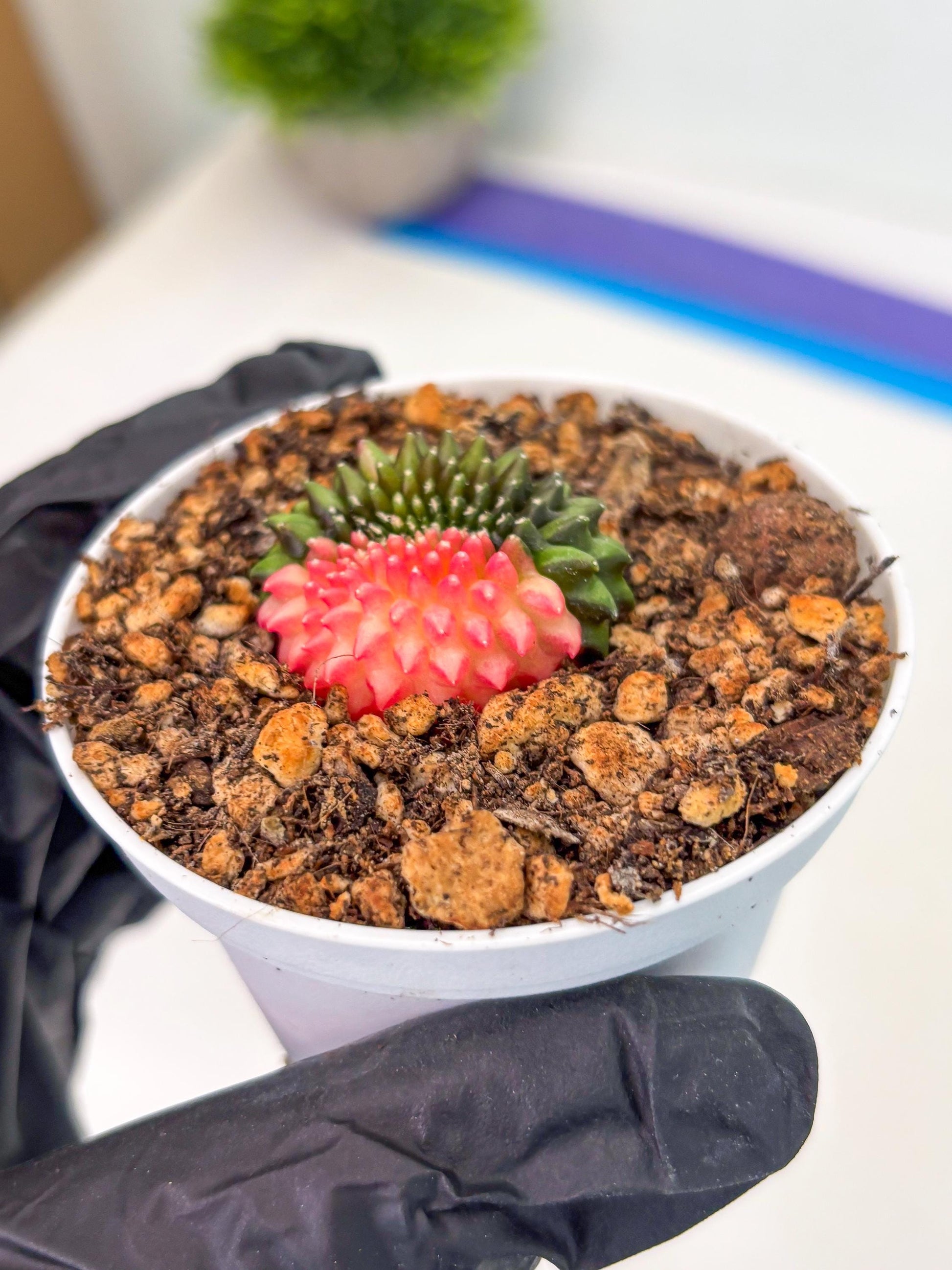 Starter Plants!! Gymnocalycium Inermis Cristata | (gy10) (b5)