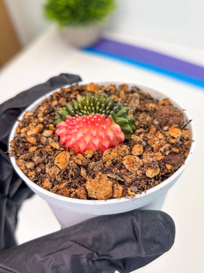 Starter Plants!! Gymnocalycium Inermis Cristata | (gy10) (b5)