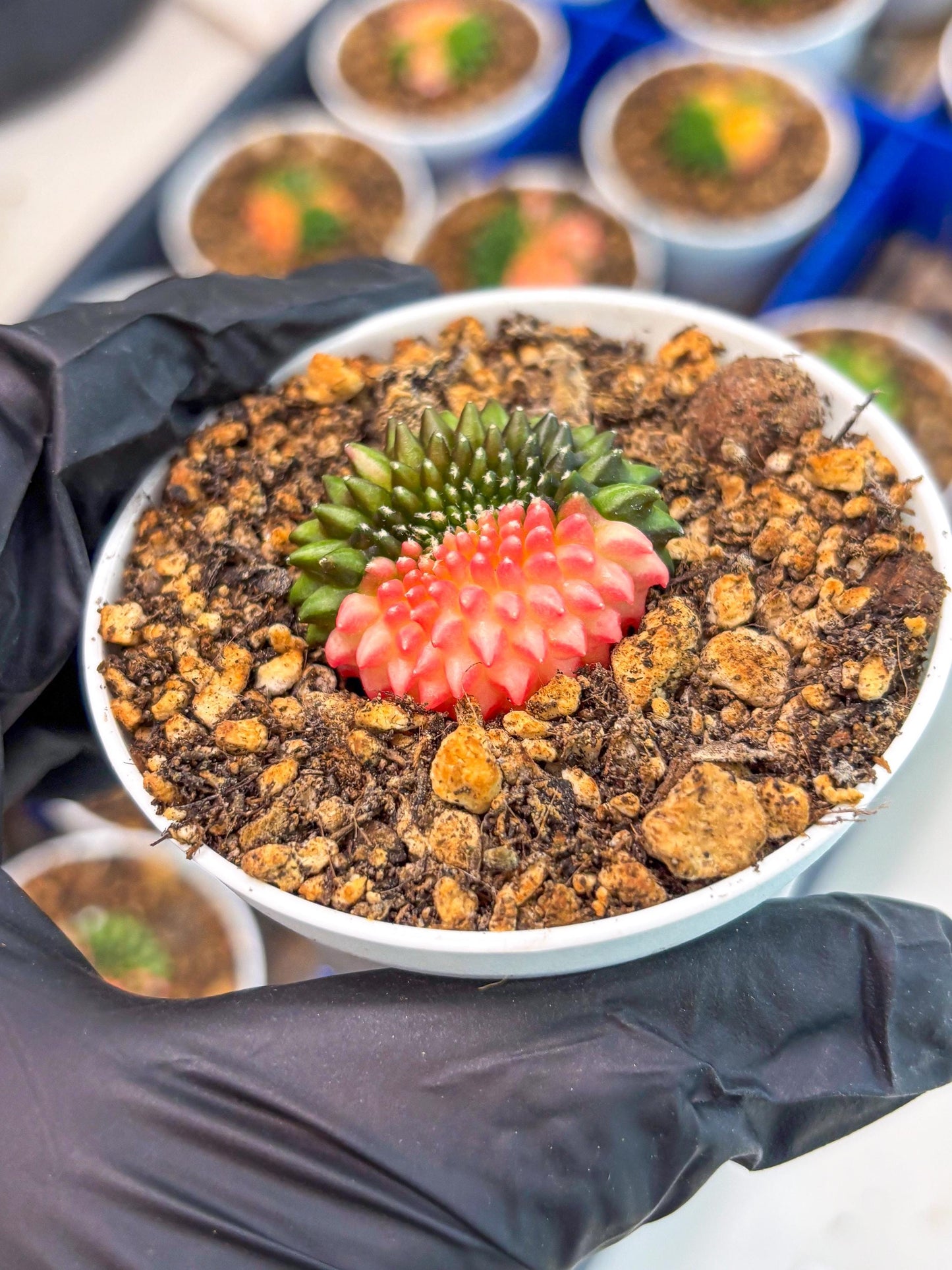 Starter Plants!! Gymnocalycium Inermis Cristata | (gy10) (b5)