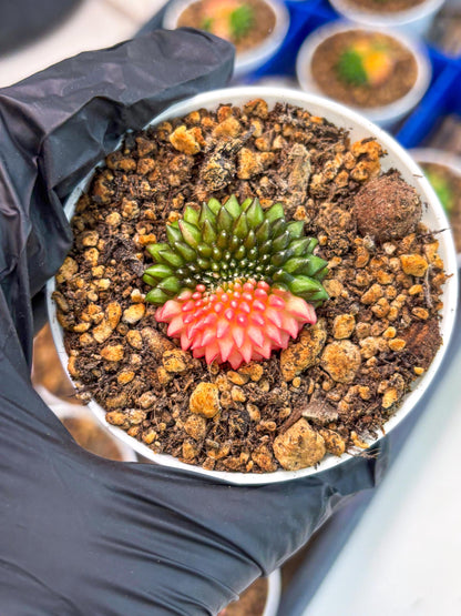Starter Plants!! Gymnocalycium Inermis Cristata | (gy10) (b5)