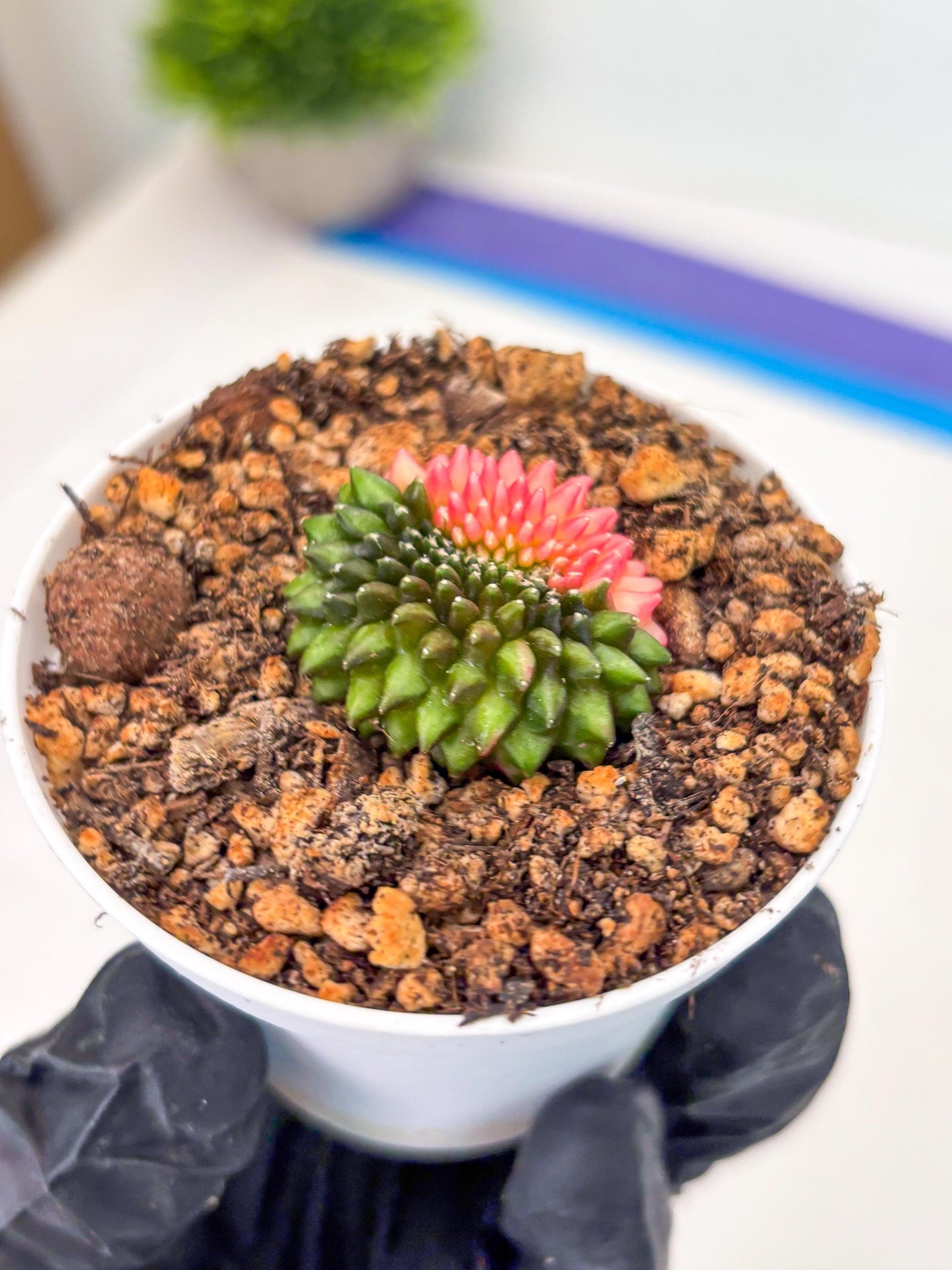 Starter Plants!! Gymnocalycium Inermis Cristata | (gy10) (b5)