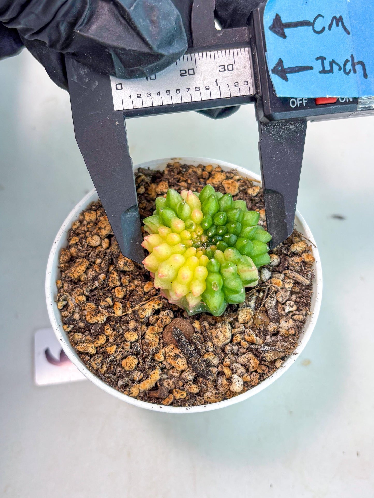 Starter Plants!! Gymnocalycium Inermis Cristata | (gy10) (b6)