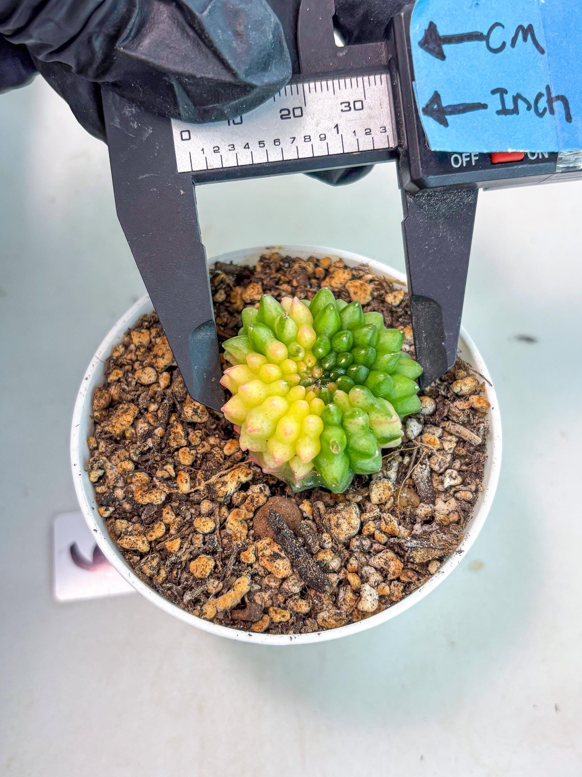 Starter Plants!! Gymnocalycium Inermis Cristata | (gy10) (b6)