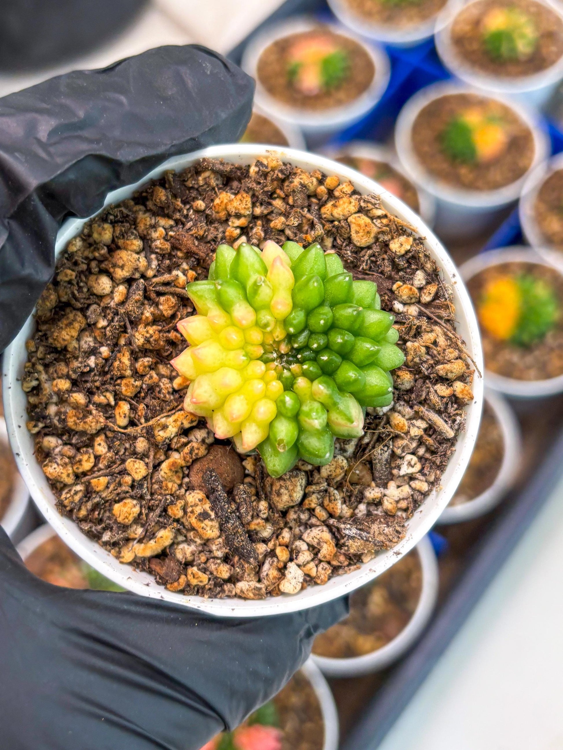 Starter Plants!! Gymnocalycium Inermis Cristata | (gy10) (b6)
