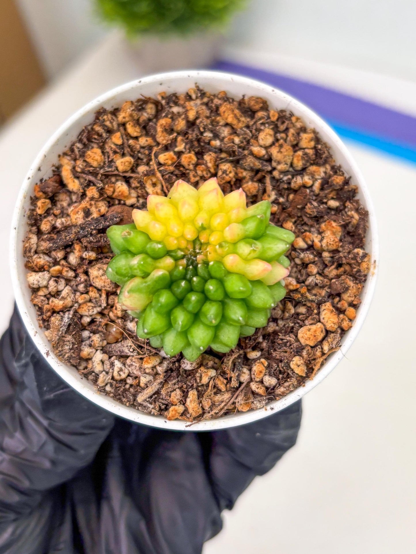 Starter Plants!! Gymnocalycium Inermis Cristata | (gy10) (b6)