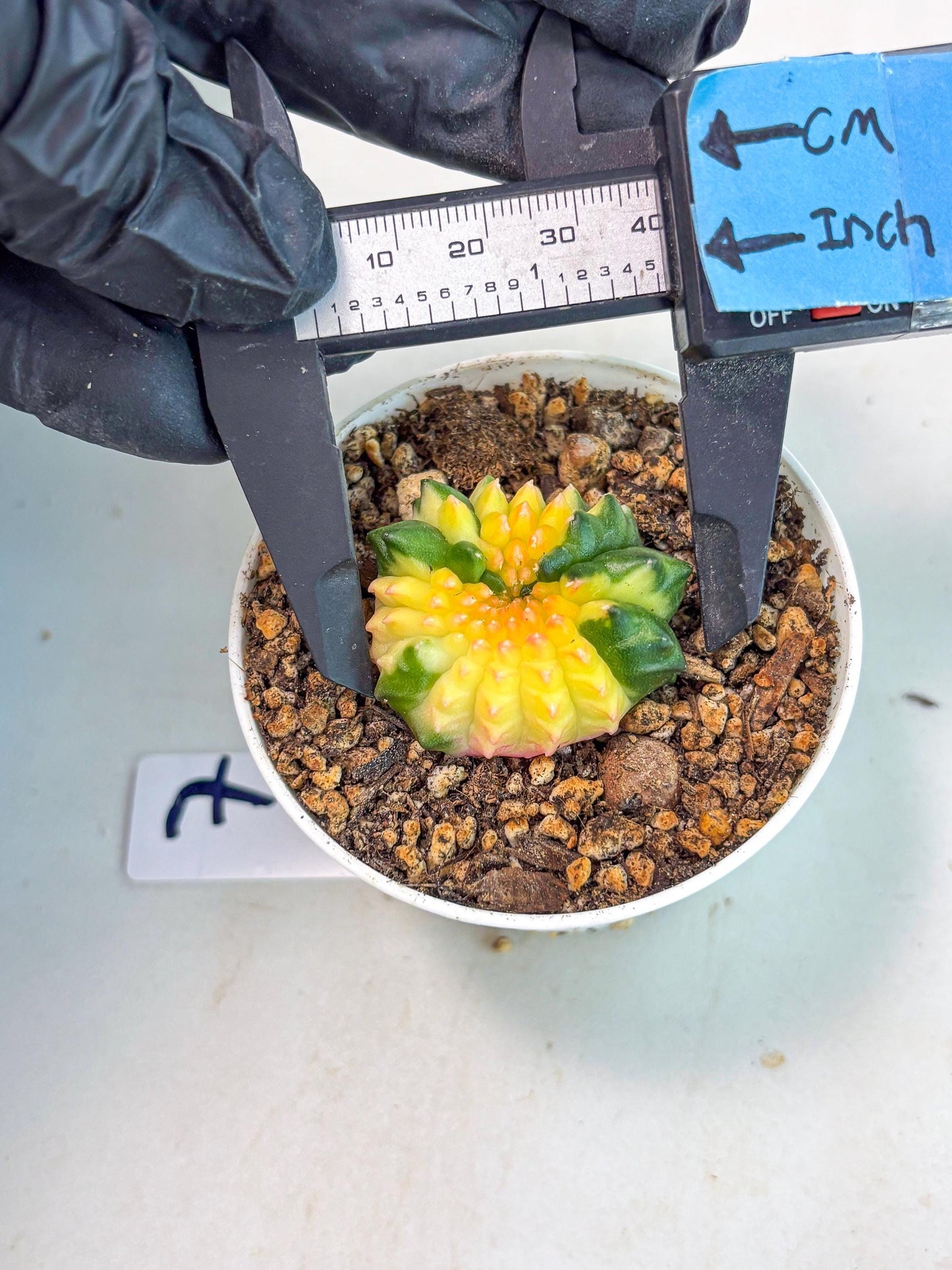 Starter Plants!! Gymnocalycium Inermis Cristata | (gy10) (b7)