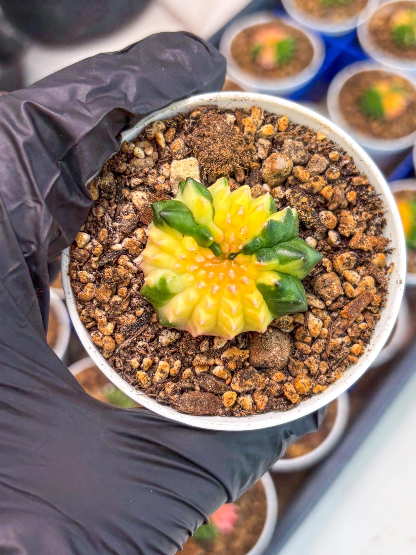 Starter Plants!! Gymnocalycium Inermis Cristata | (gy10) (b7)