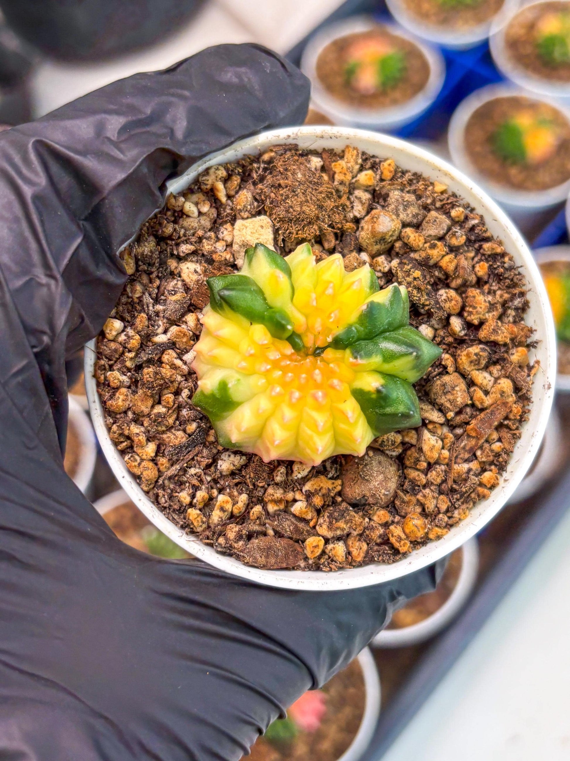 Starter Plants!! Gymnocalycium Inermis Cristata | (gy10) (b7)