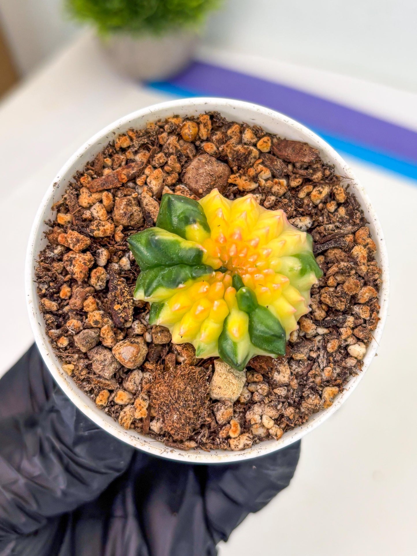 Starter Plants!! Gymnocalycium Inermis Cristata | (gy10) (b7)