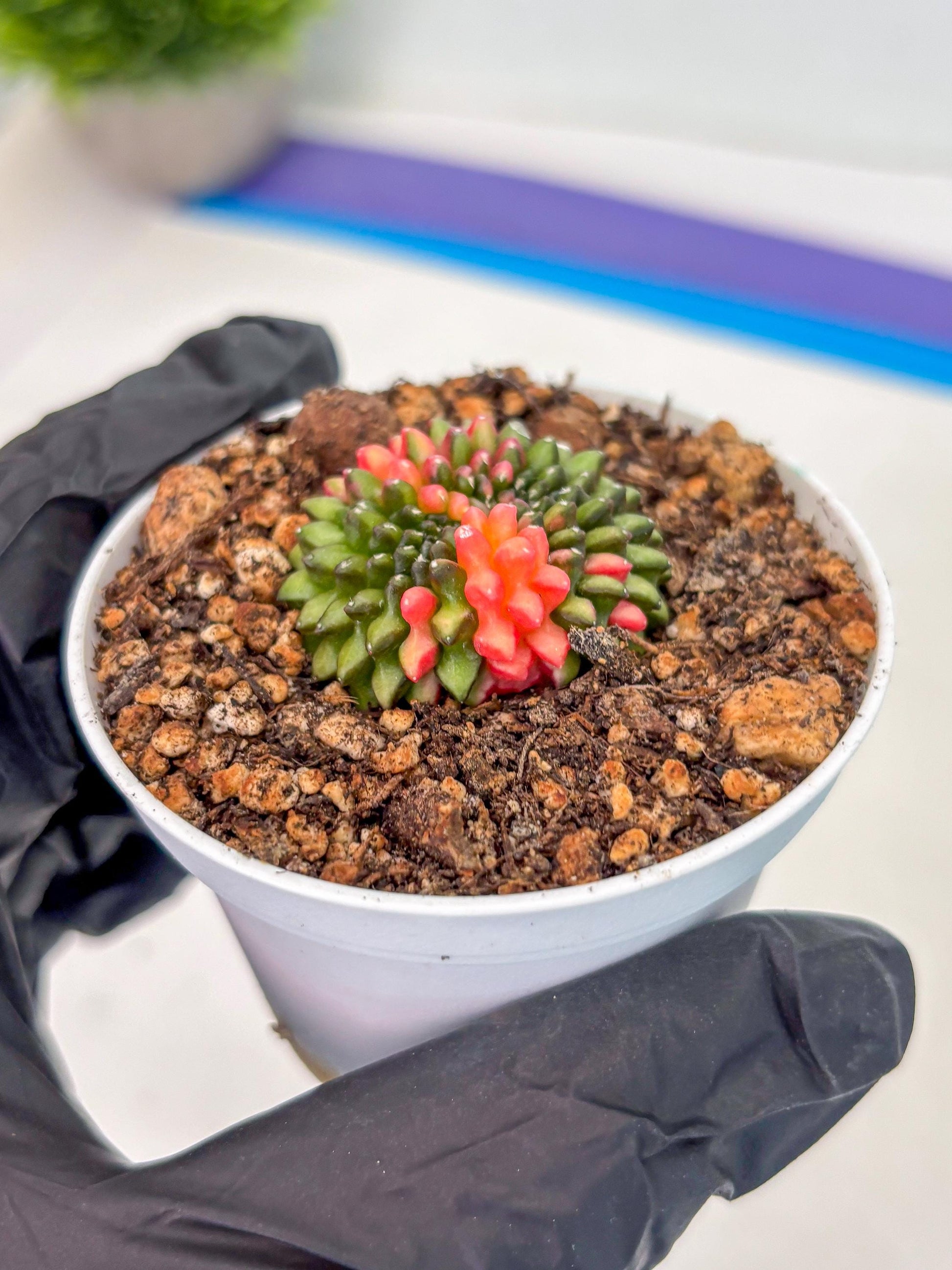 Starter Plants!! Gymnocalycium Inermis Cristata | (gy10) (r1)