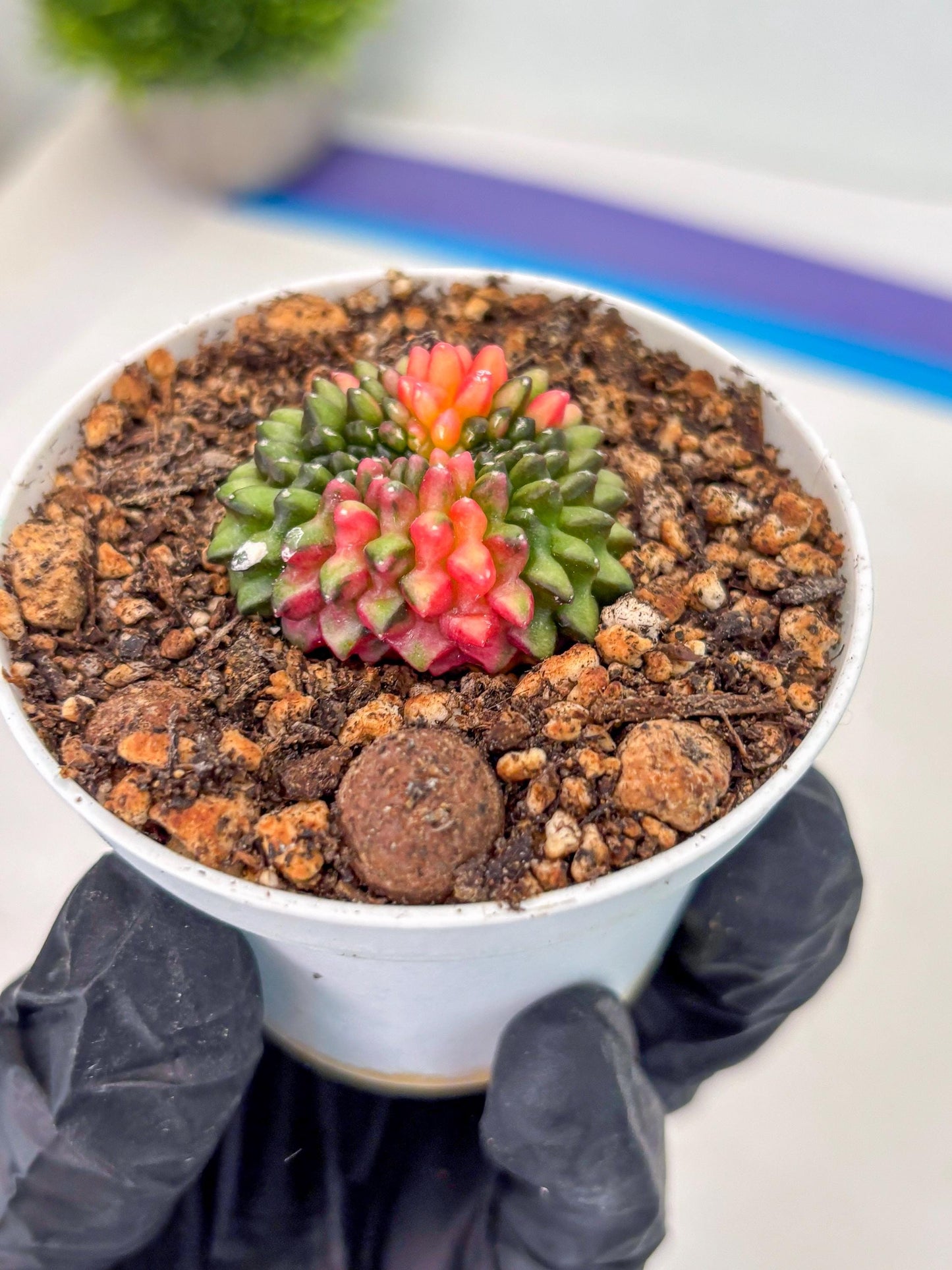 Starter Plants!! Gymnocalycium Inermis Cristata | (gy10) (r1)