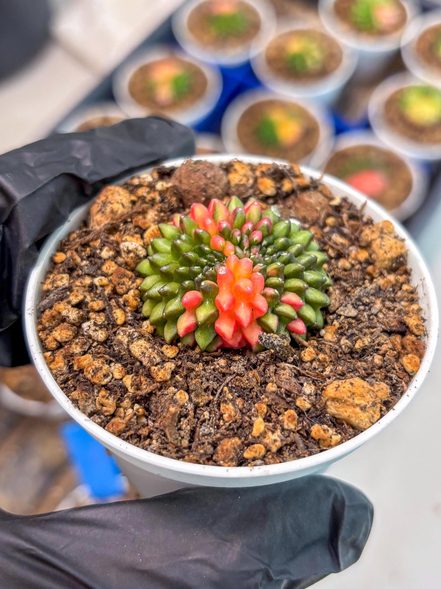 Starter Plants!! Gymnocalycium Inermis Cristata | (gy10) (r1)