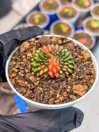 Starter Plants!! Gymnocalycium Inermis Cristata | (gy10) (r1)