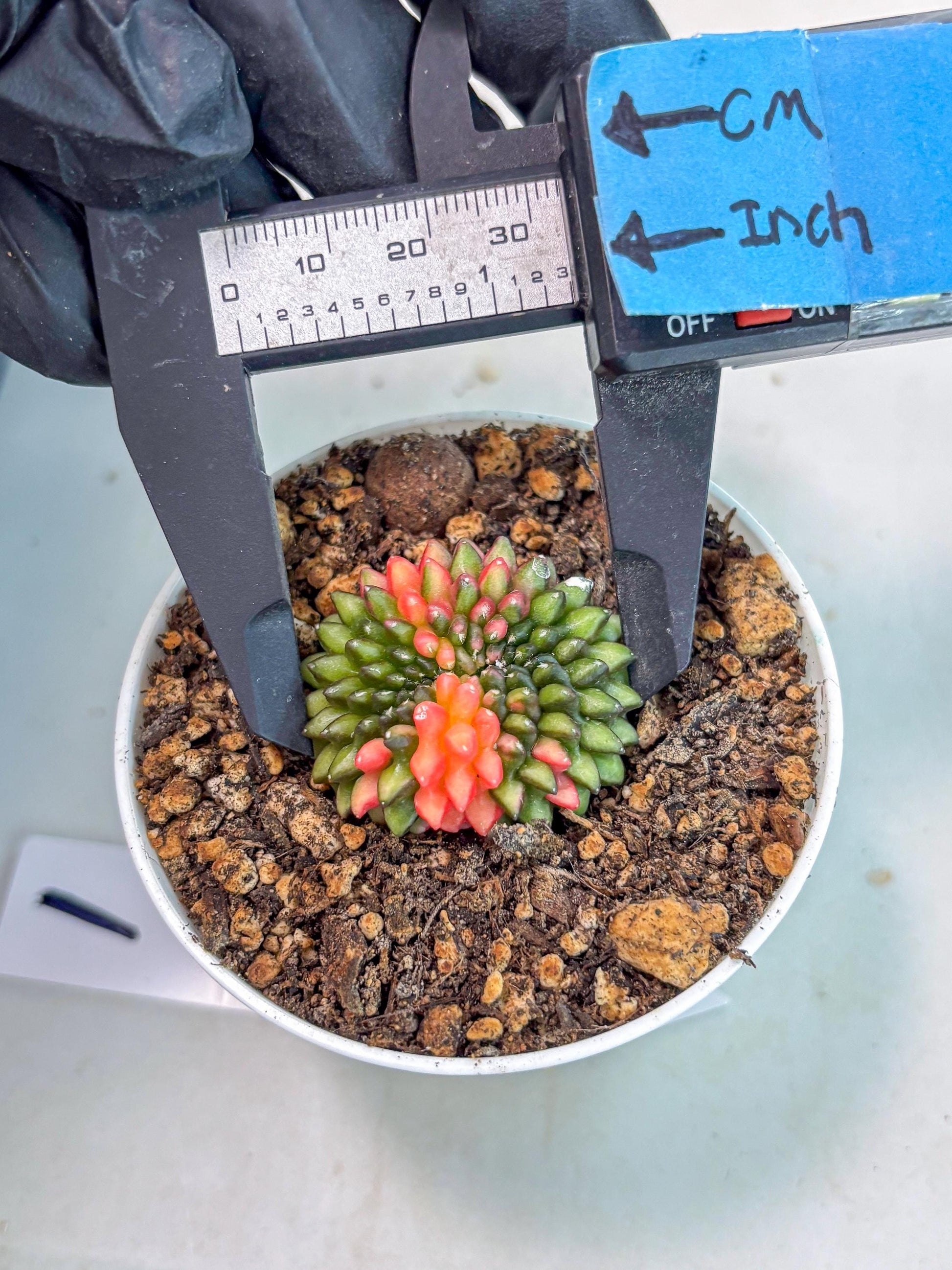 Starter Plants!! Gymnocalycium Inermis Cristata | (gy10) (r1)
