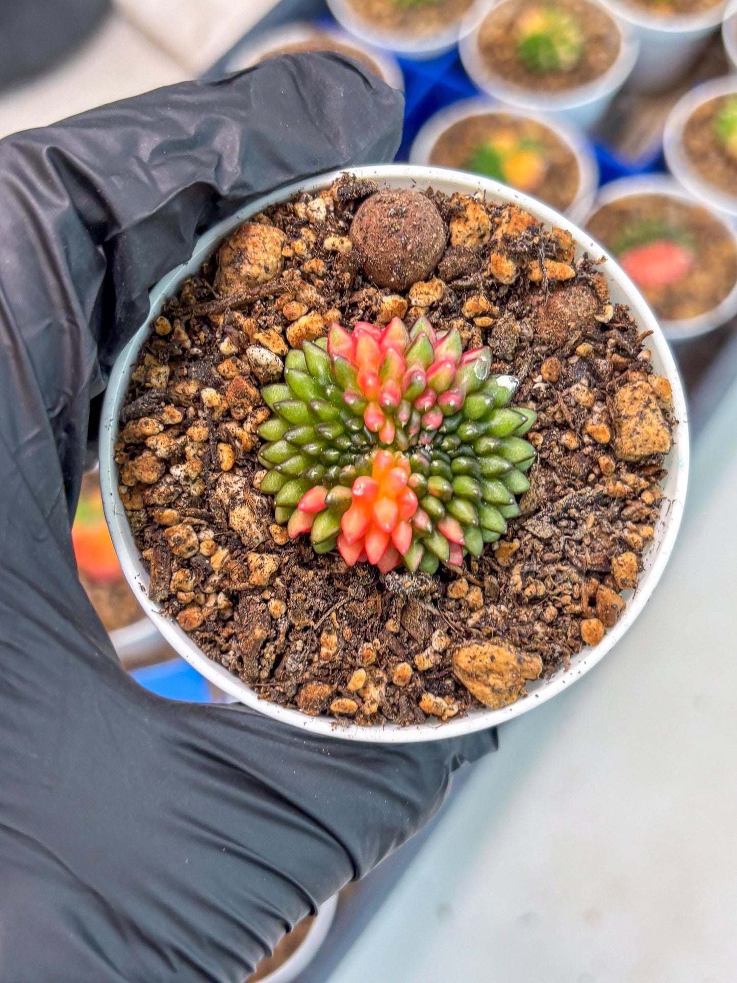 Starter Plants!! Gymnocalycium Inermis Cristata | (gy10) (r1)