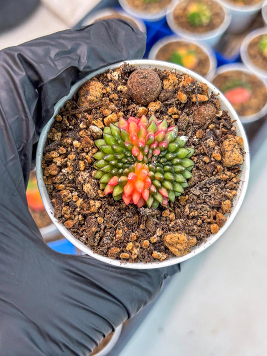 Starter Plants!! Gymnocalycium Inermis Cristata | (gy10) (r1)