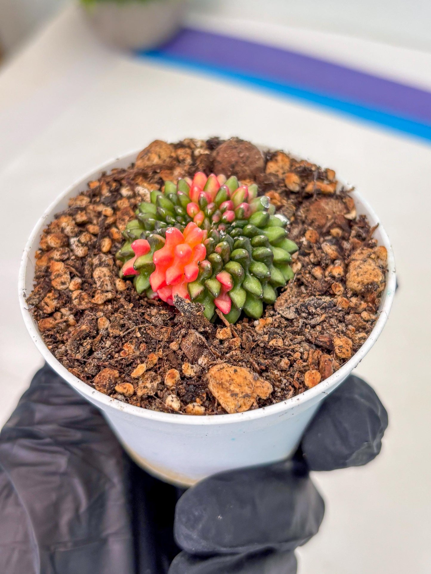 Starter Plants!! Gymnocalycium Inermis Cristata | (gy10) (r1)