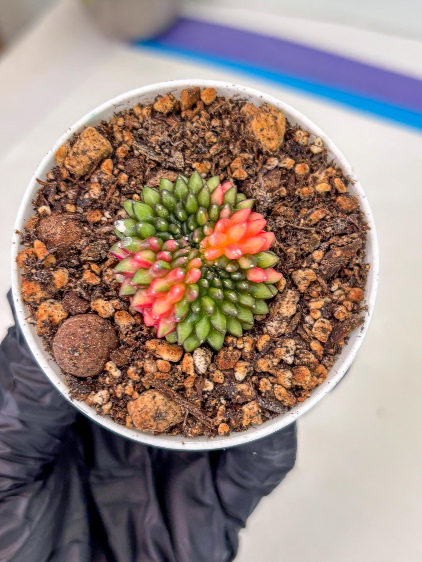 Starter Plants!! Gymnocalycium Inermis Cristata | (gy10) (r1)