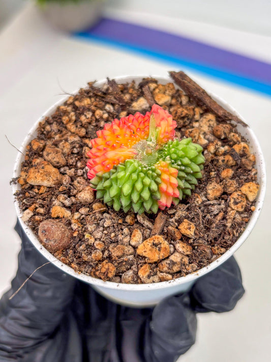 Starter Plants!! Gymnocalycium Inermis Cristata | (gy10) (r2)