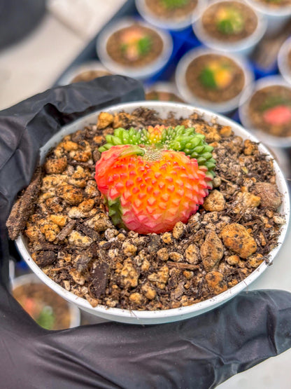 Starter Plants!! Gymnocalycium Inermis Cristata | (gy10) (r2)