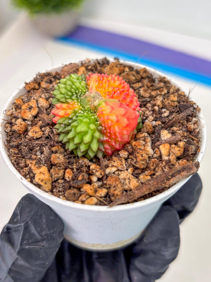 Starter Plants!! Gymnocalycium Inermis Cristata | (gy10) (r2)