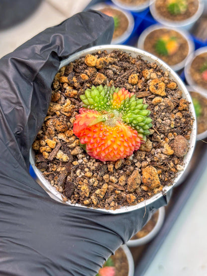 Starter Plants!! Gymnocalycium Inermis Cristata | (gy10) (r2)