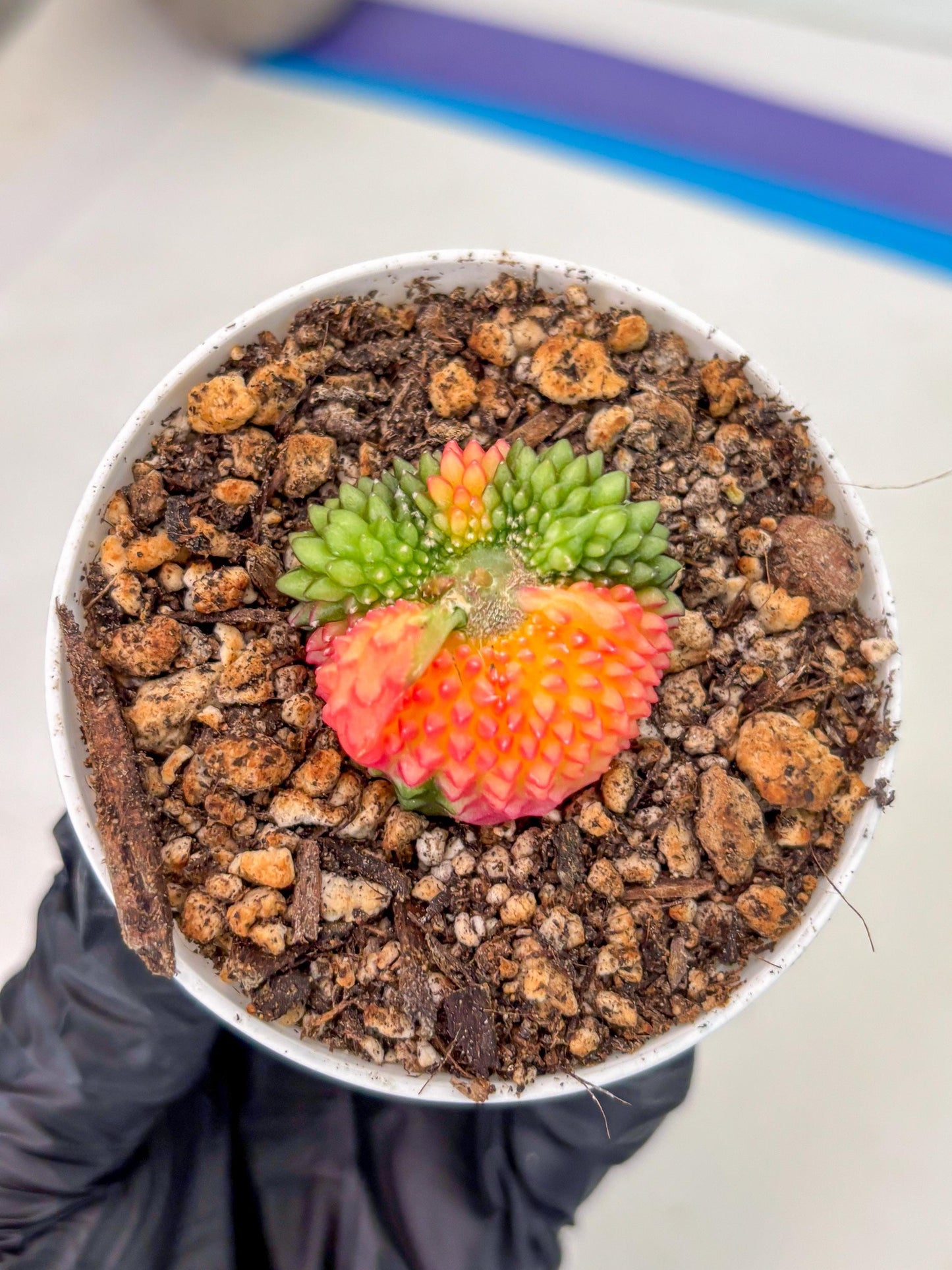 Starter Plants!! Gymnocalycium Inermis Cristata | (gy10) (r2)