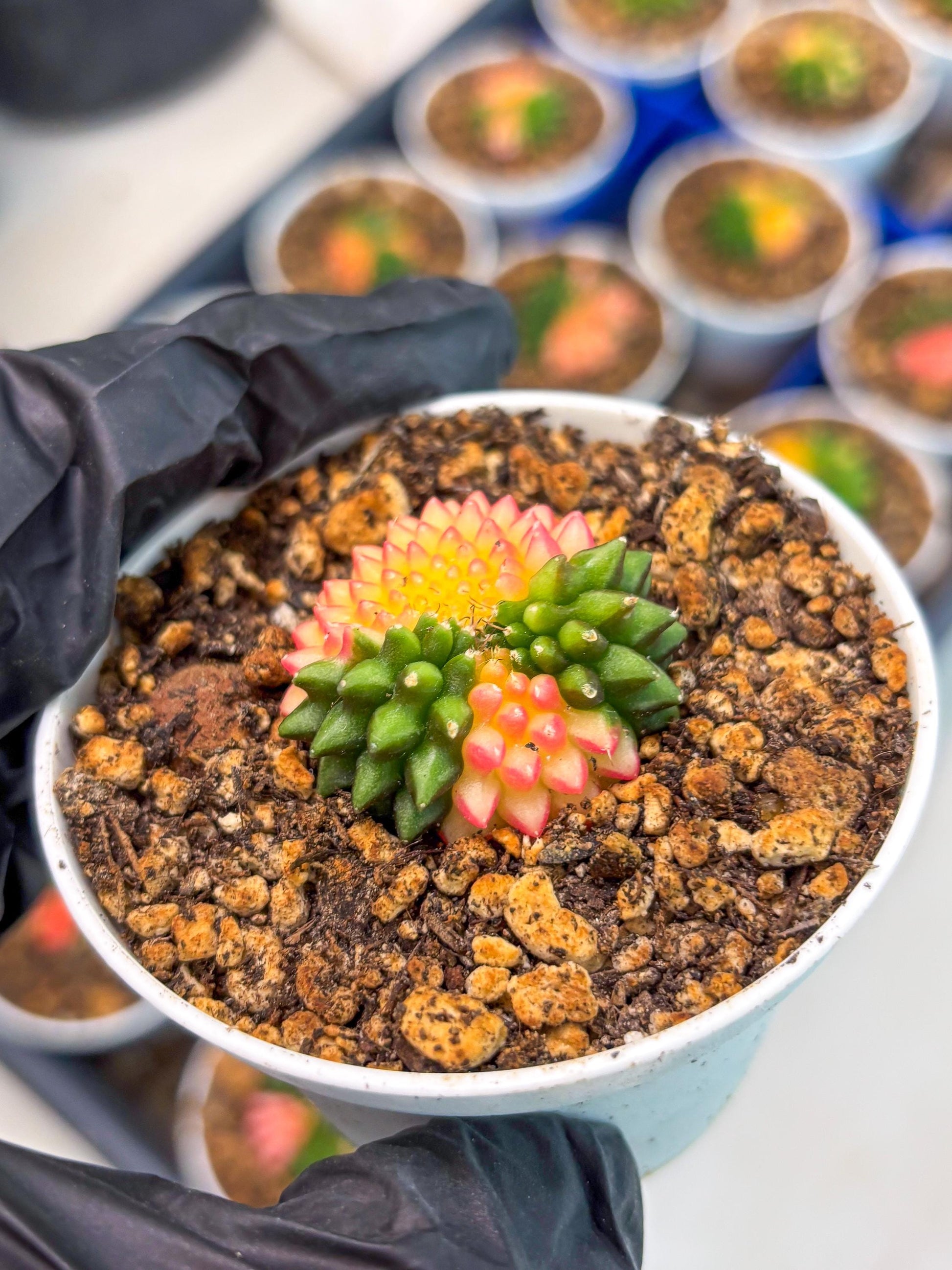 Starter Plants!! Gymnocalycium Inermis Cristata | (gy10) (r3)