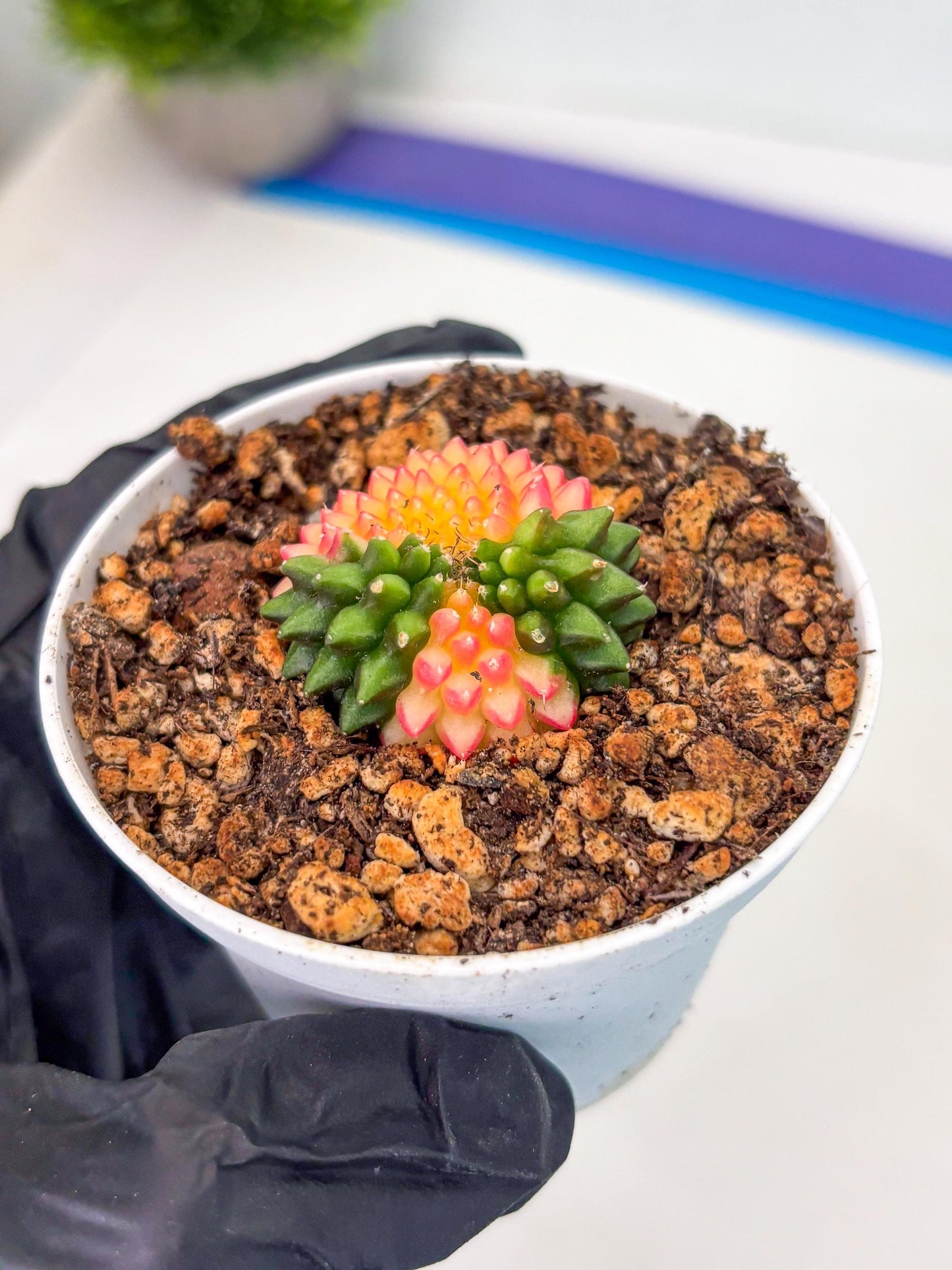 Starter Plants!! Gymnocalycium Inermis Cristata | (gy10) (r3)