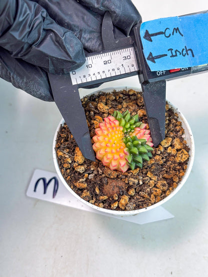 Starter Plants!! Gymnocalycium Inermis Cristata | (gy10) (r3)