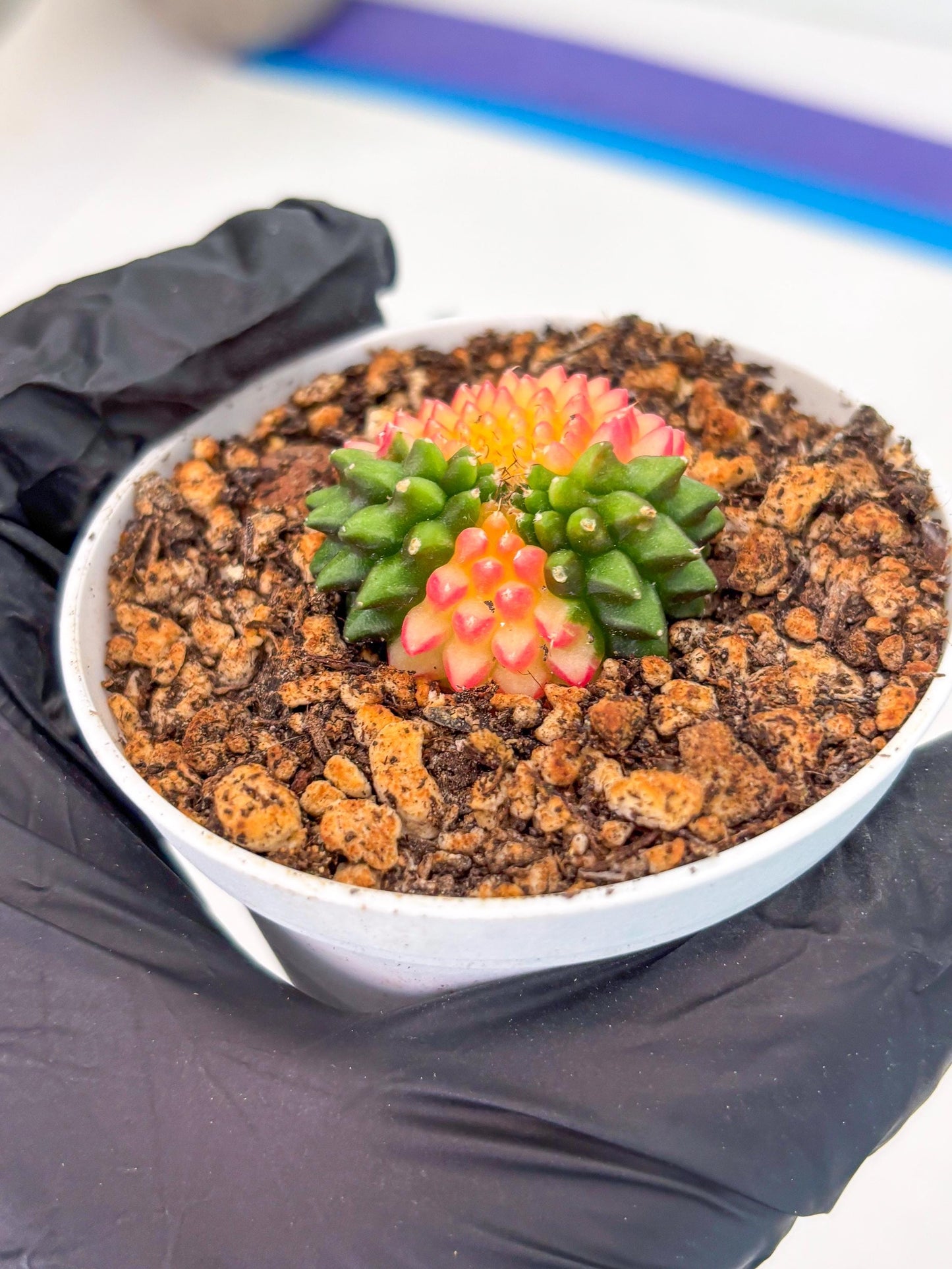 Starter Plants!! Gymnocalycium Inermis Cristata | (gy10) (r3)