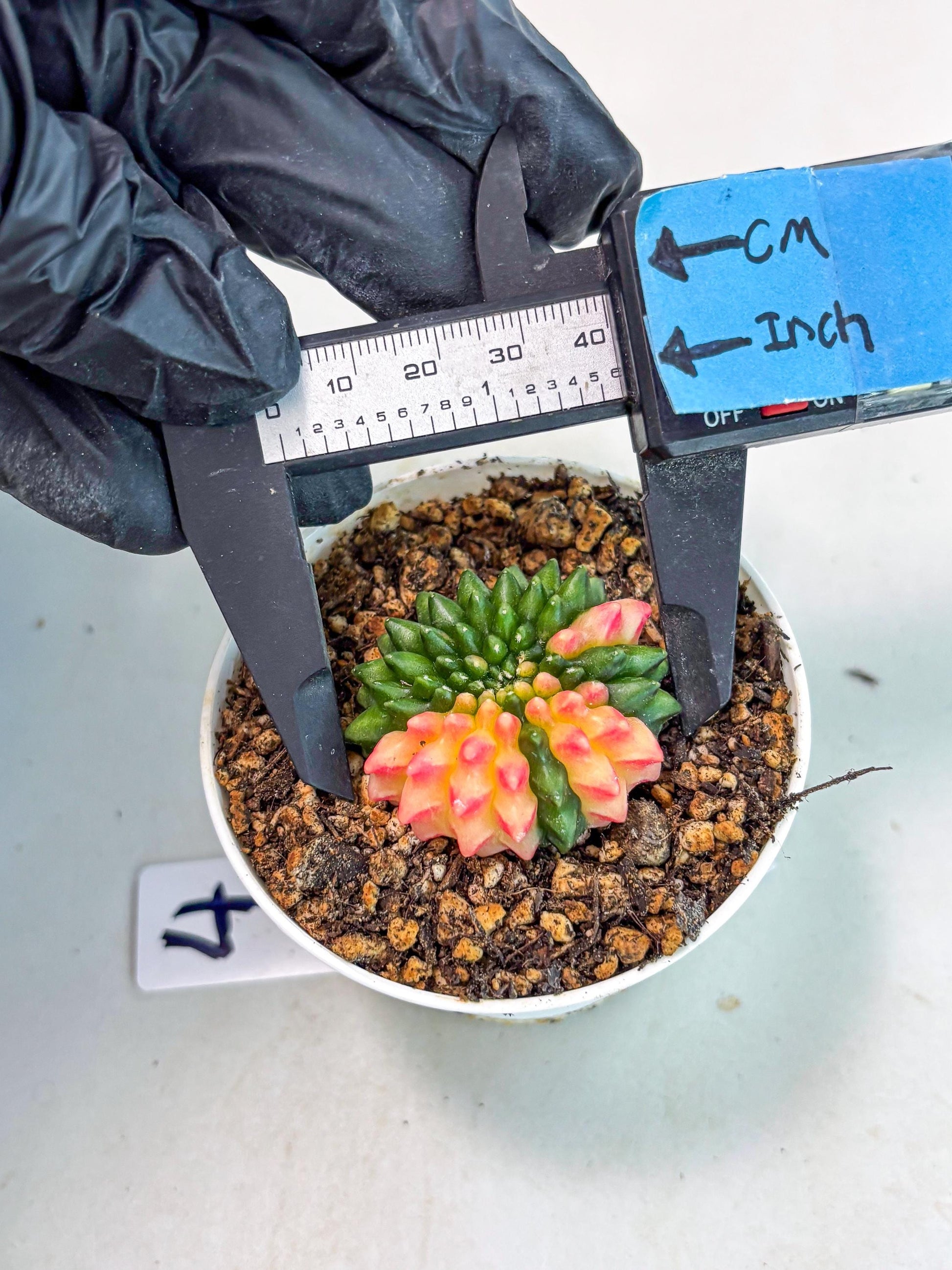 Starter Plants!! Gymnocalycium Inermis Cristata | (gy10) (r4)