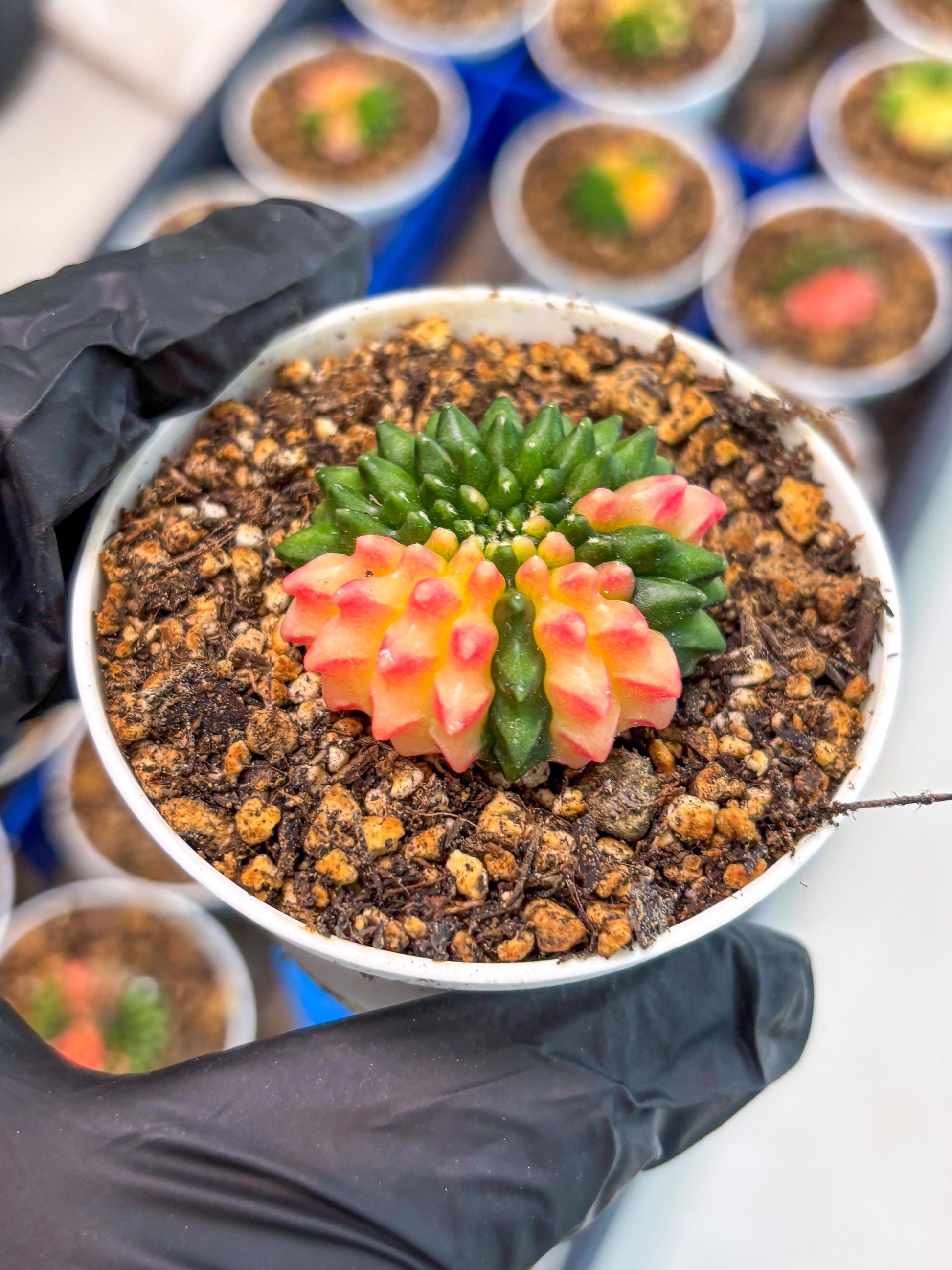 Starter Plants!! Gymnocalycium Inermis Cristata | (gy10) (r4)