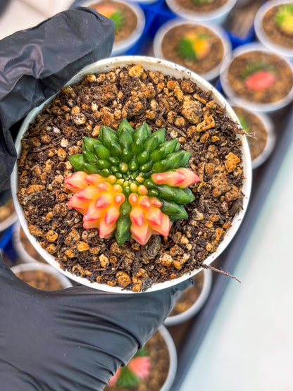 Starter Plants!! Gymnocalycium Inermis Cristata | (gy10) (r4)