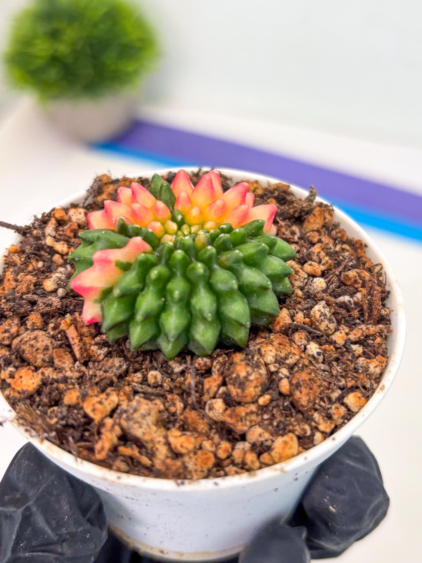 Starter Plants!! Gymnocalycium Inermis Cristata | (gy10) (r4)