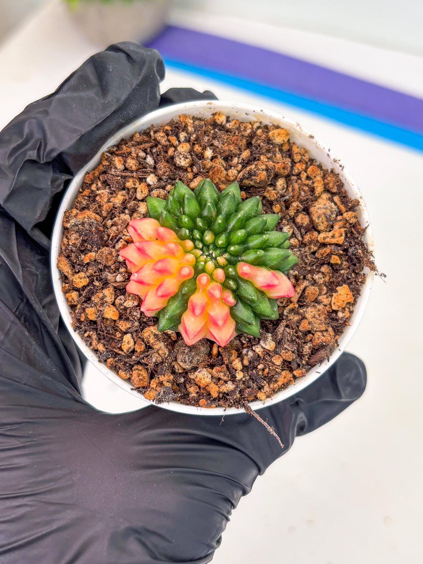 Starter Plants!! Gymnocalycium Inermis Cristata | (gy10) (r4)