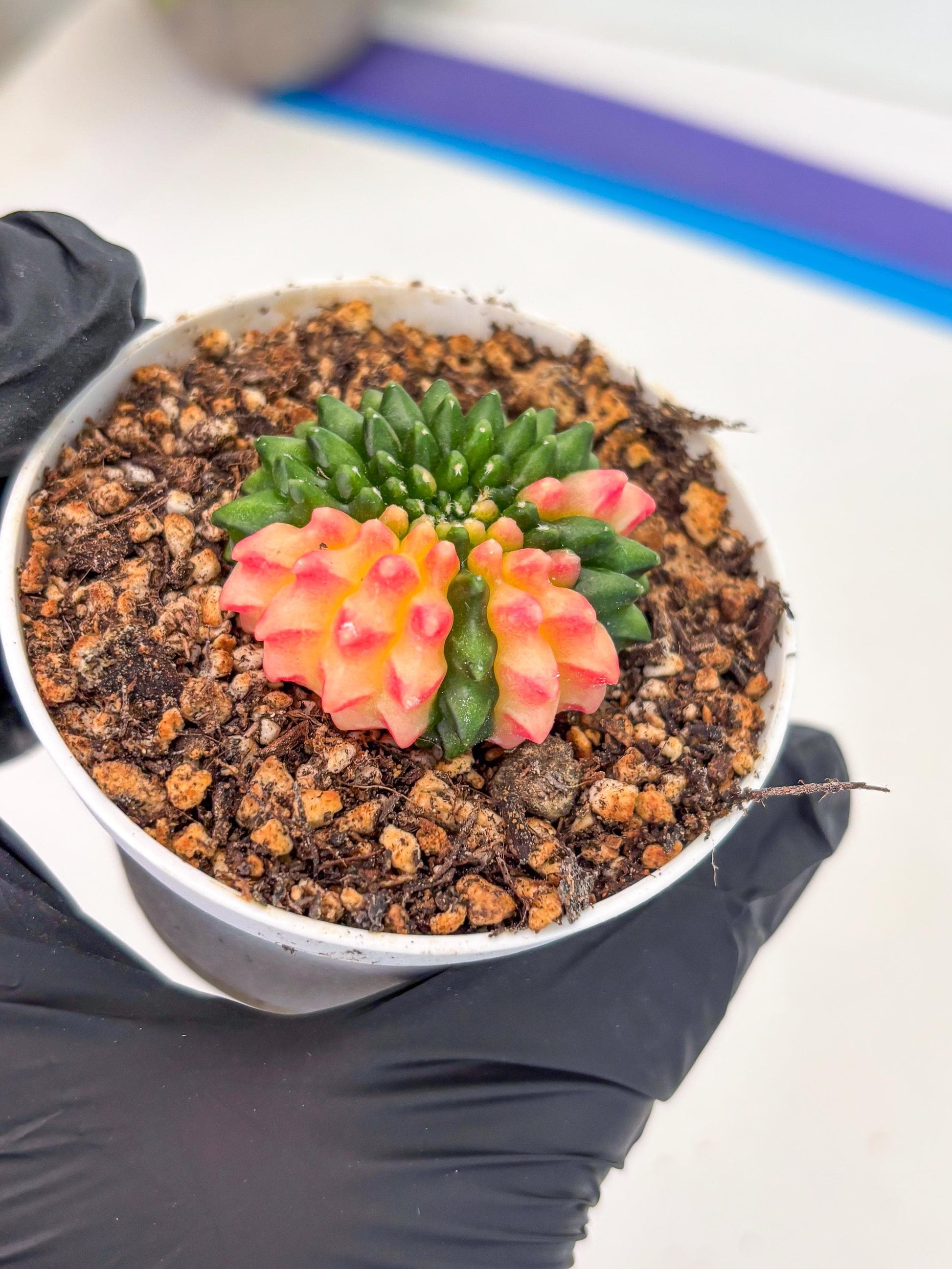 Starter Plants!! Gymnocalycium Inermis Cristata | (gy10) (r4)