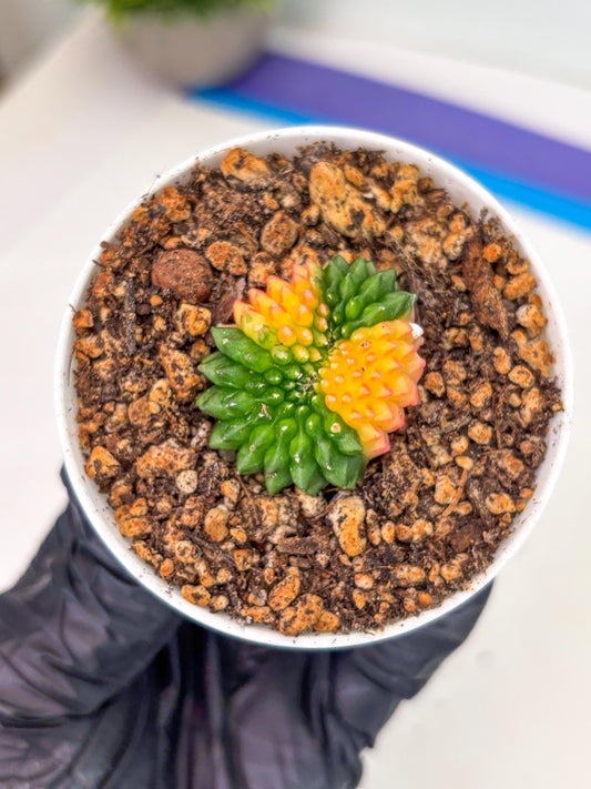 Starter Plants!! Gymnocalycium Inermis Cristata | (gy10) (r5)