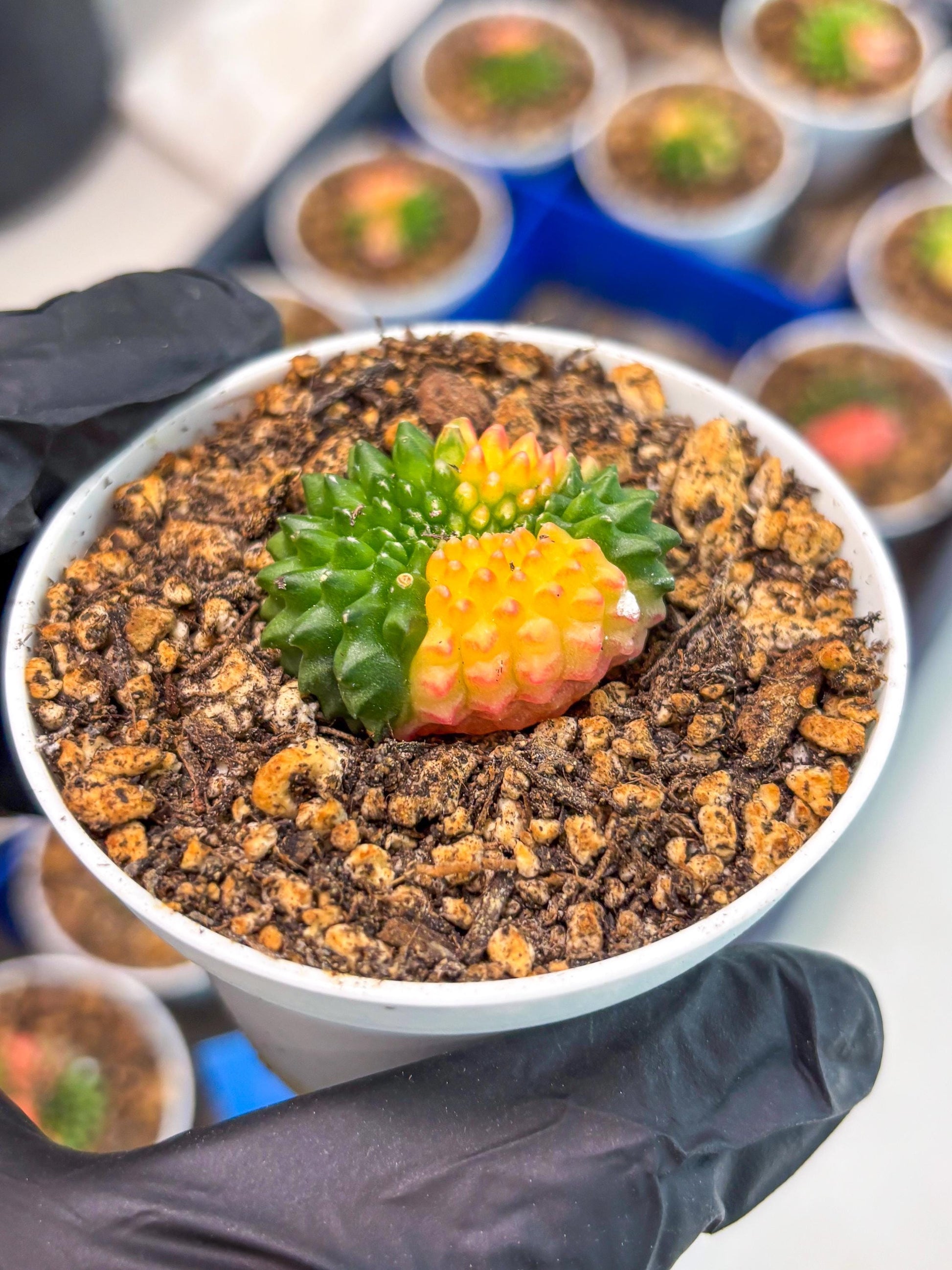Starter Plants!! Gymnocalycium Inermis Cristata | (gy10) (r5)
