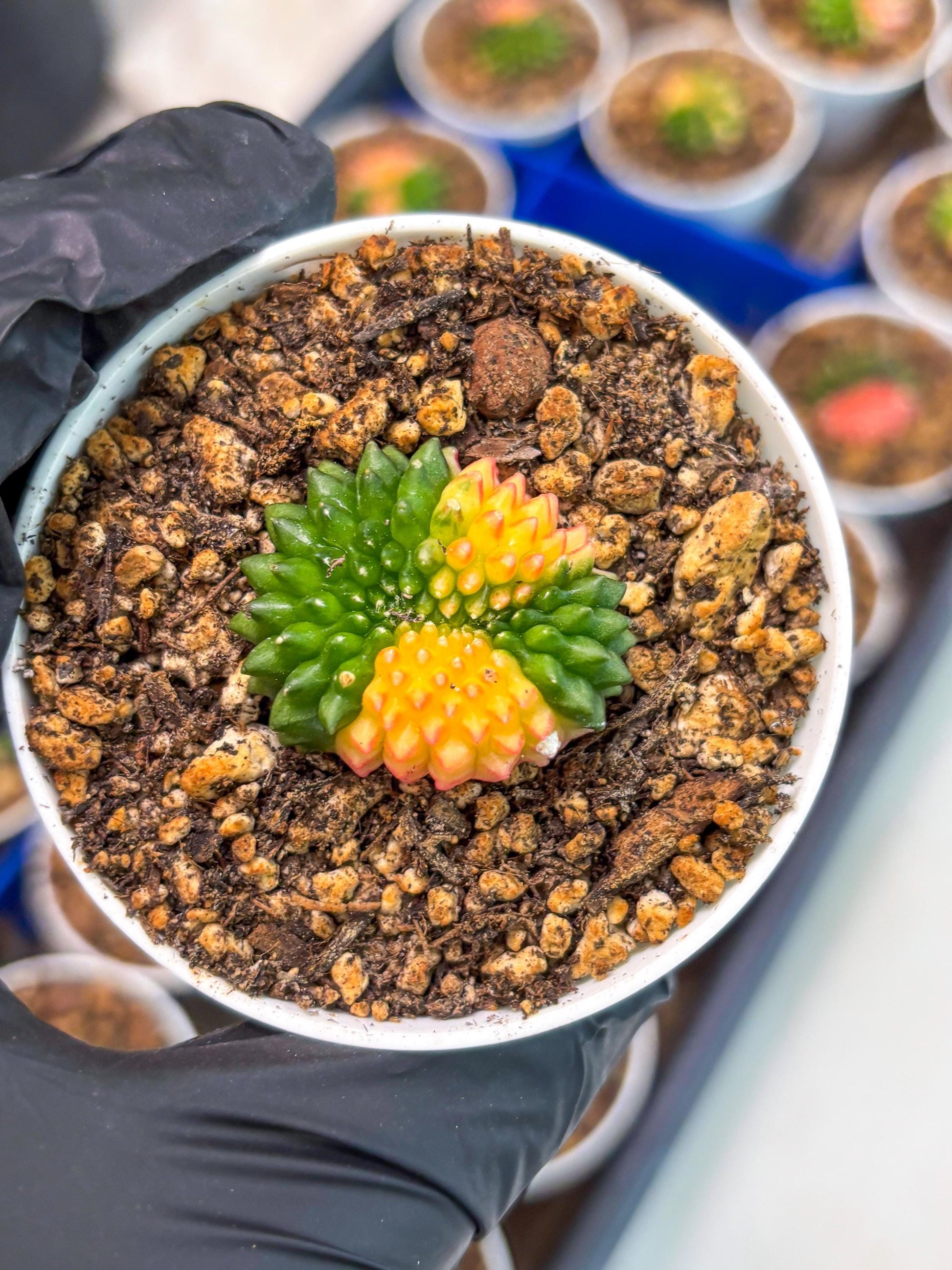 Starter Plants!! Gymnocalycium Inermis Cristata | (gy10) (r5)