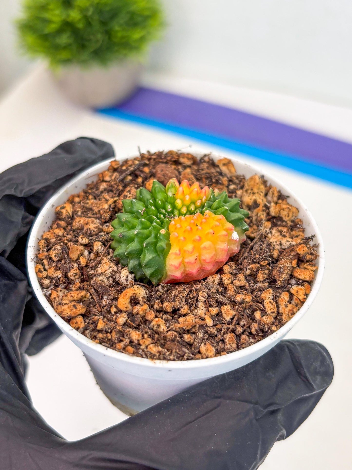 Starter Plants!! Gymnocalycium Inermis Cristata | (gy10) (r5)